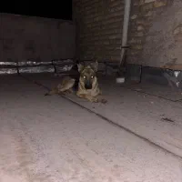 ژرمن پیدا شده زرین شهر