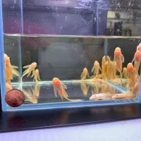 کت فیش پوزه بوته ای لجن خوار مناسب پلنت گوپی دیسکس|ماهی|کرمان, |دیوار