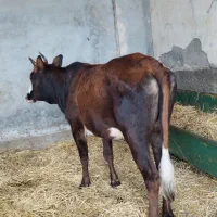اوله قربانی