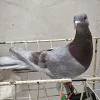 کفتر اوقون پرشی صید