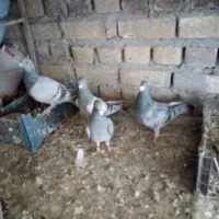 سلام اسباب بازی فروشی