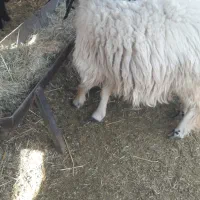 فروش بره ماده چاق در کفترک|حیوانات مزرعه|شیراز, کفترک|دیوار