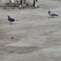 کفتر|پرنده|میناب, |دیوار