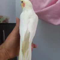 مرغ عروس دستی وقناری