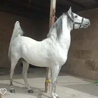 کره نریان از آرشا کیانی|اسب و تجهیزات اسب‌سواری|شیراز, جرسقان|دیوار