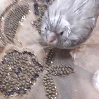 بچه عروس هلندی