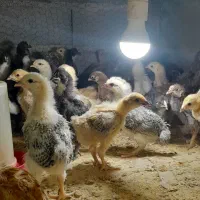 جوجه محلی اصیل کرچ شو واکسن خورده ۹ روزه