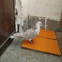 ساده هفترنگ نر صید ۸۰۰|پرنده|تربت جام, معدآباد|دیوار