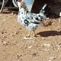 گلین مرغ|حیوانات مزرعه|سمیرم, |دیوار