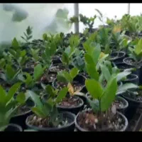 ،زامفولیا سبز حصیری