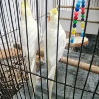 عروس هلندی لوتینو|پرنده|رشت, نظری|دیوار