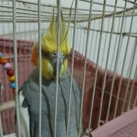 عروس هلندی