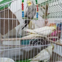 عروس هلندی ومرغ عشق