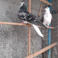 کبوتر‌ساده‌هفترنگ‌وافشون‌کاکلی