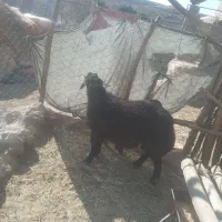 بره قوچ|حیوانات مزرعه|سرولایت, |دیوار