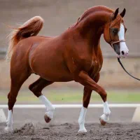 اجاره باکس اسب و پانسیون