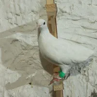 کفتر|پرنده|مشهد, محمدآباد|دیوار