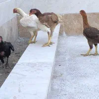 مرغ لاری