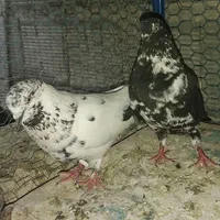 کفتر پرشی گرو|پرنده|اصفهان, امین‌آباد|دیوار