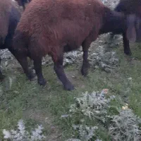 گوسفند ماده