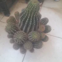 گل طبیعی.کاکتوس.حسن یوسف.قاشقی و.|گل و گیاه طبیعی|گلبهار, شهر جدید گلبهار|دیوار