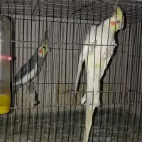 عروس هلندی و مرغ عشق|پرنده|گرگان, |دیوار