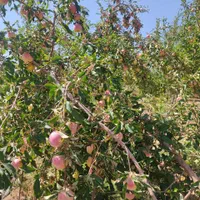 فروش باغ در بخش زاینده رود|فروش خانه و ویلا|فولادشهر, زاینده رود|دیوار