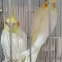 فروش 3عدد عروس هلندی دوماهه