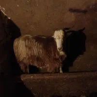 بز چاق کشتاری