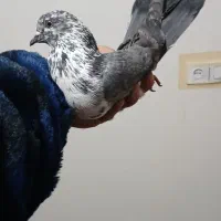 کفتر پرشی ذات دار غریب|پرنده|شهریار, کهنز|دیوار