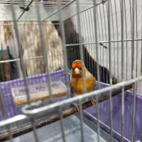 سهرقناری نر خوش رنگ کشیده لر بخون