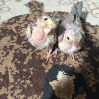 جوجه عروس هلندی  یک ماه