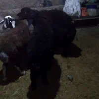 برنر|حیوانات مزرعه|قره پشتلو, |دیوار