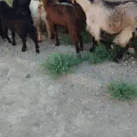 بز چاق بره کهره چاق