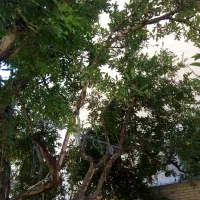 فروش باغ