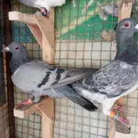 6 تا کفتر دس اولی