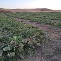 اجاره-زمین-کشاورزی-ابی-با-موتور-اب3-هکتار