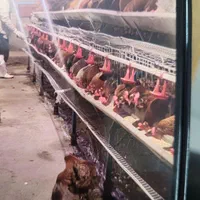 مرغ محلی تخم گزار