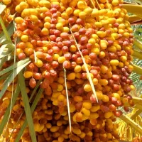 خرمای آجیلی باغ شهر فین (خشکبار هستش)
