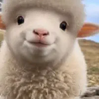 پاک کردن کله پاچه