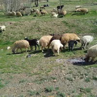 میش بره جوان