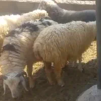 10 راس بره فروشی کیلویی 350(6 تا نر 4 تا ماده)|حیوانات مزرعه|ارزوئیه, |دیوار