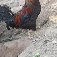 خروس ریشی 1500 محمد آباد خیابان امام خمینی