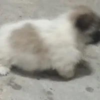 سگ ژرمن سه ماه