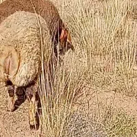 میش|حیوانات مزرعه|بروجن, |دیوار
