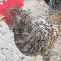خروس|حیوانات مزرعه|شوشتر, |دیوار