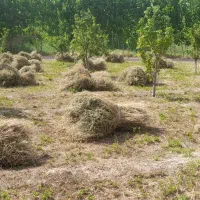 یونجه  چین دوم قیمت توافقی