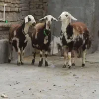 راهنمایی گوسفند چکی