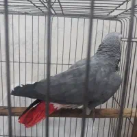 کاسکو|پرنده|اهواز, شهرک دانشگاه|دیوار