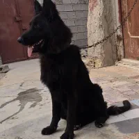 سگ ژرمن بلک